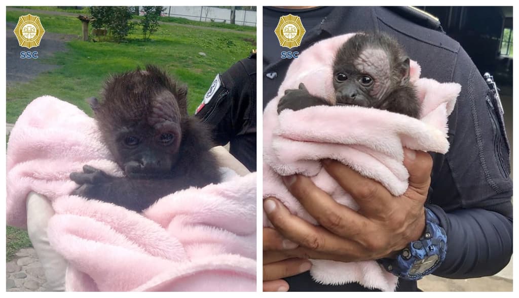 mono aullador en iztapalapa