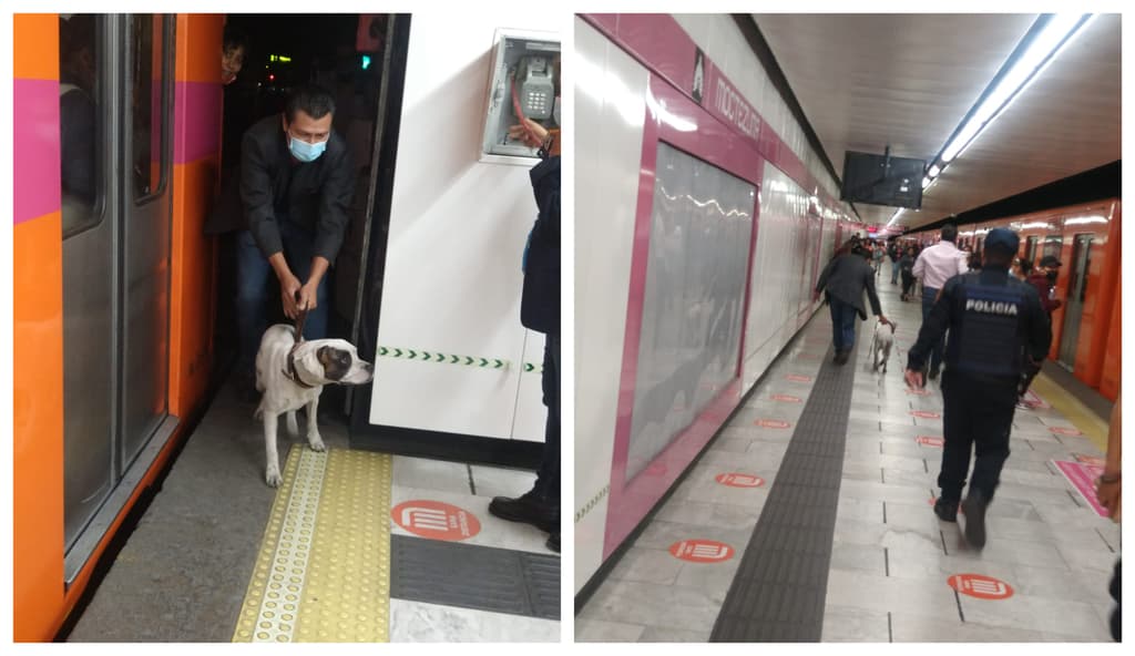 perrito en las vías de la Línea 1