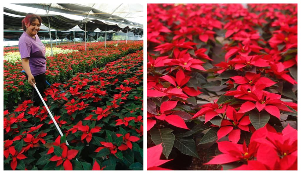 feria de la nochebuena en el Zocalo