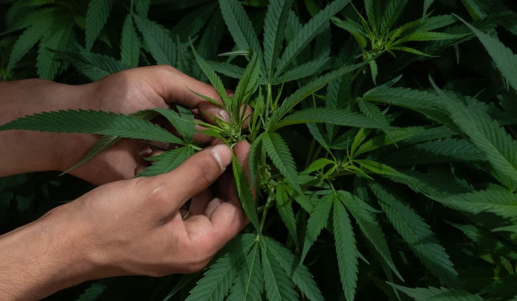 regulación del uso de la mariguana