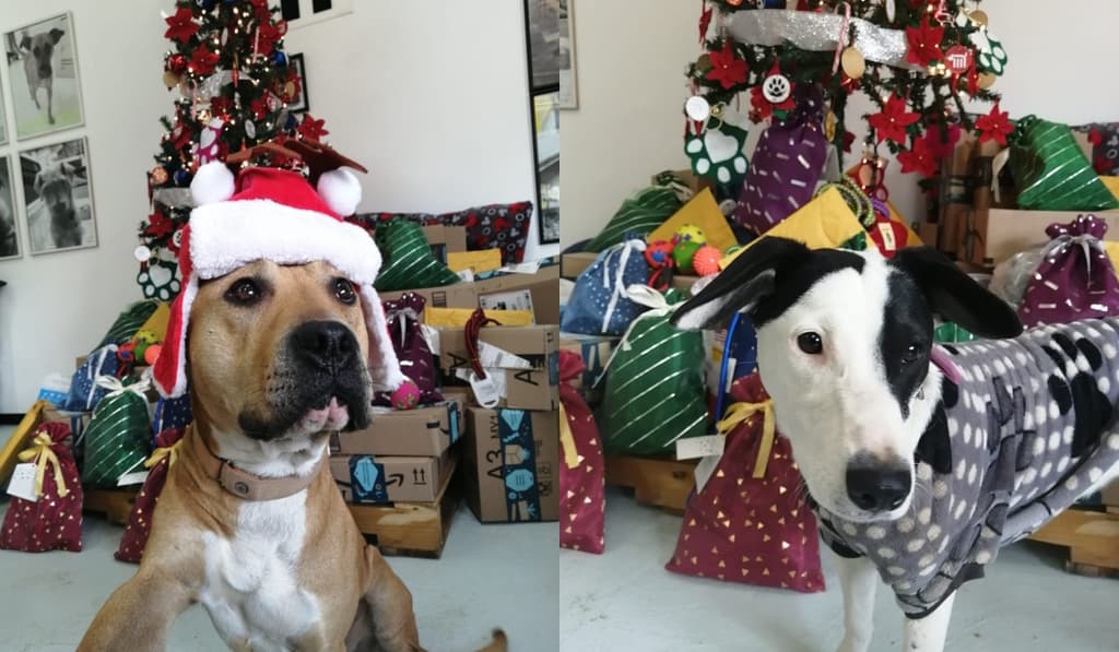 perros entregarán cartas a santa