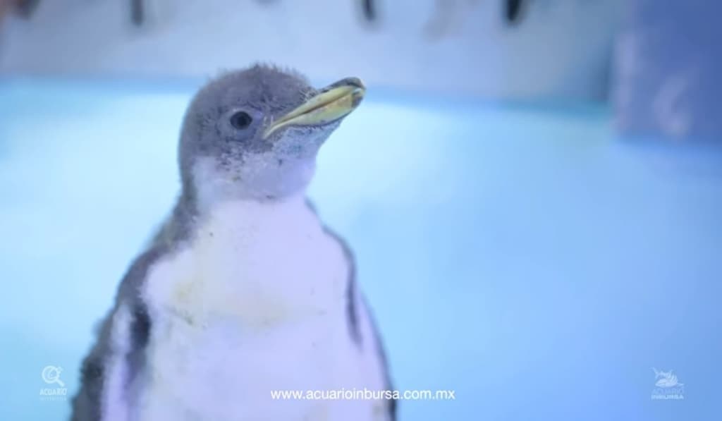 nace pingüino en CDMX