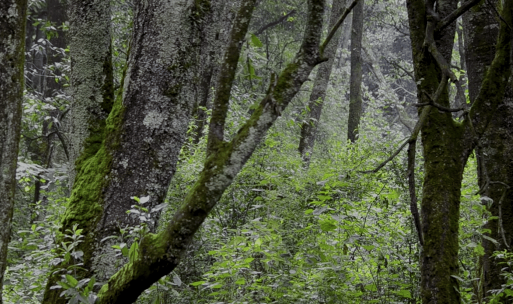 residencial Bosque Diamante