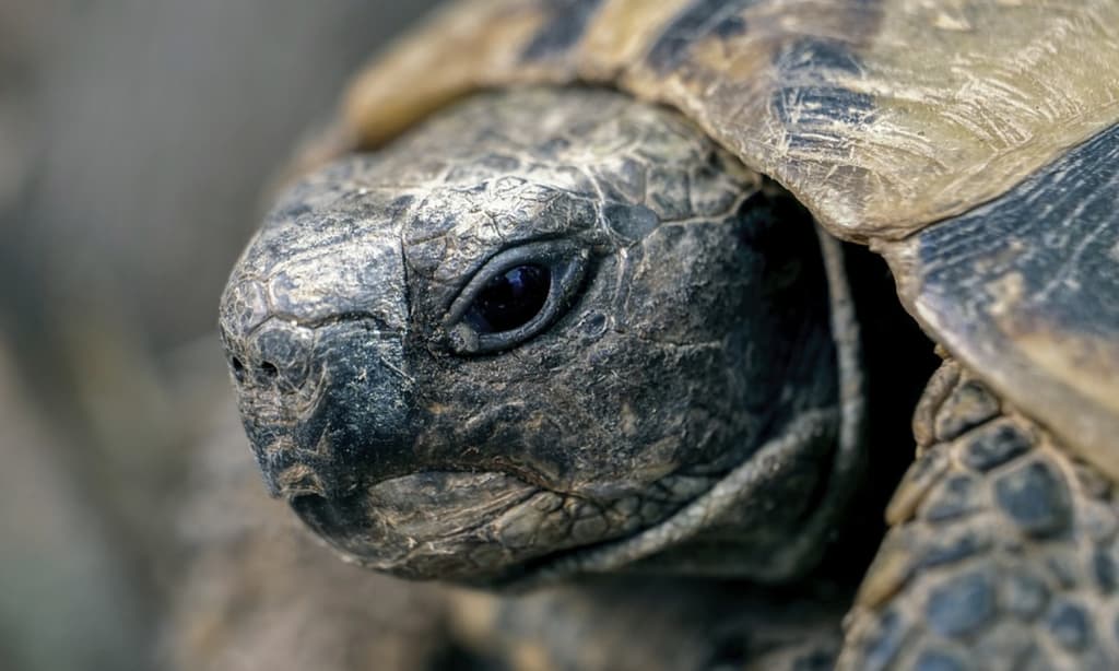 rescatan animales exóticos en iztapalapa