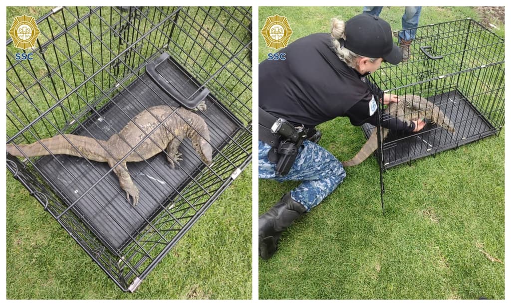 reptil en los canales de Xochimilco