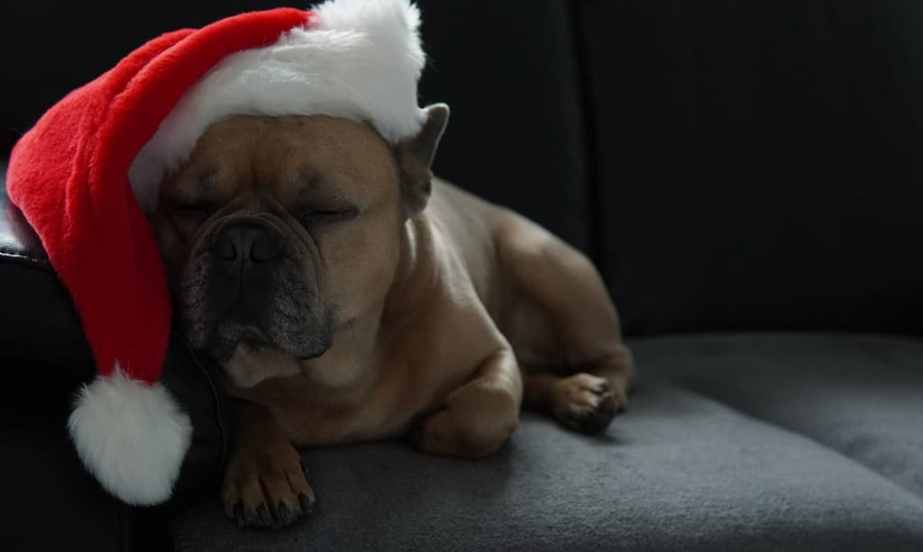 cenas de fin de año para mascotas