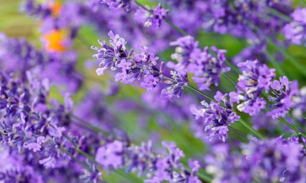 Escápate de la CDMX: lavanda, gastronomía y turismo sostenible en Puebla | Foto: Liz Basaldúa 