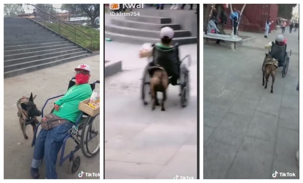 perrita que empuja la silla de su dueño