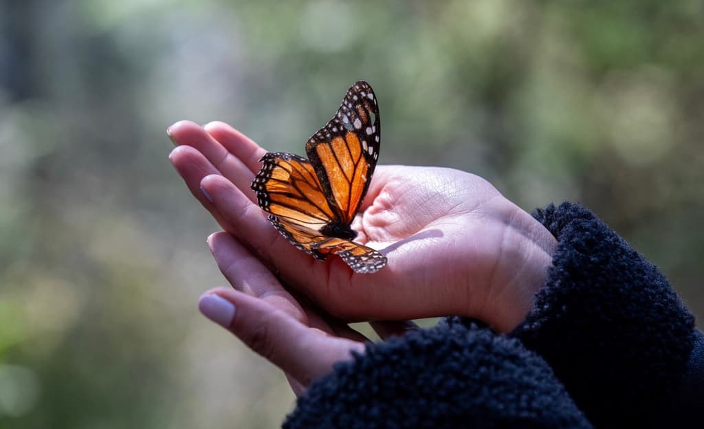 Mariposa Monarca en México: cuándo verlas y dónde