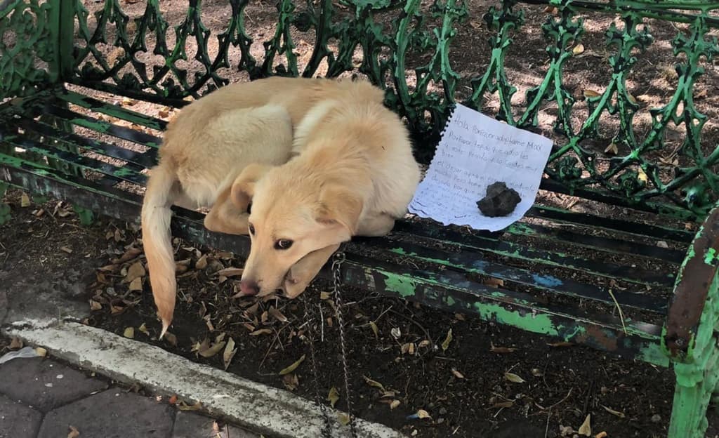 perro en banca de CDMX