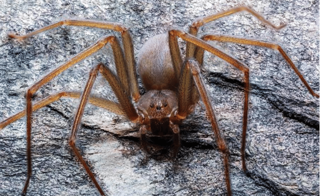 nueva especie de araña violinista