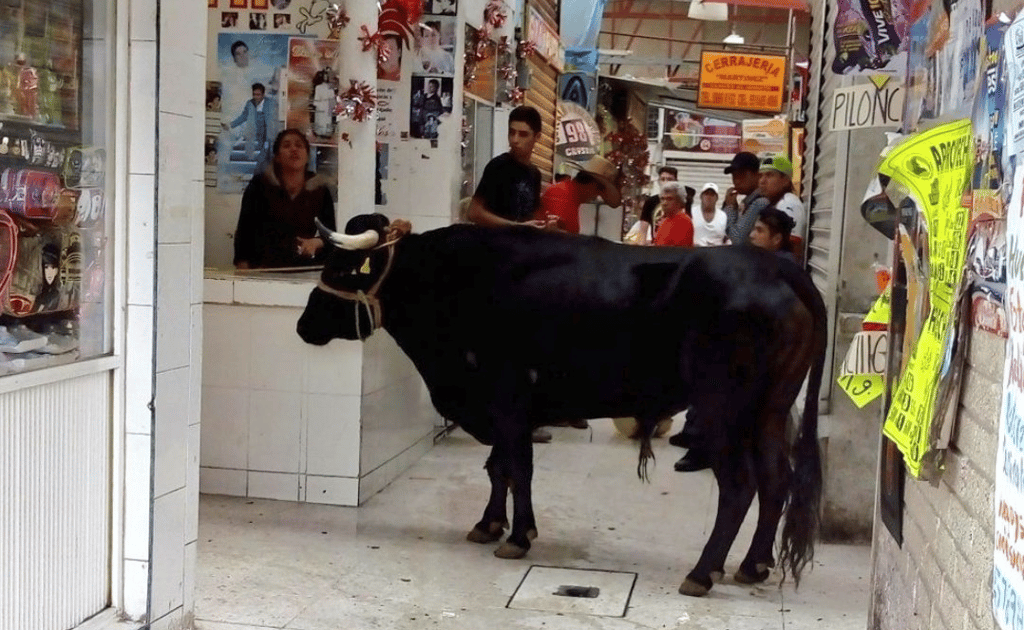 toro en un mercado de tláhuac