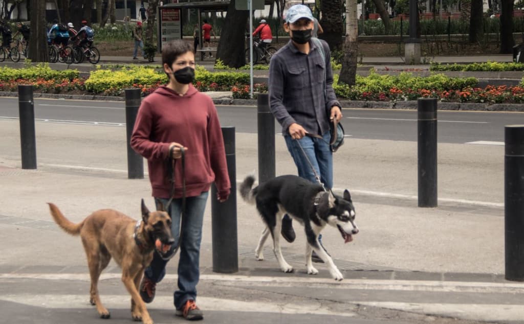 perros contagiados con covid-19