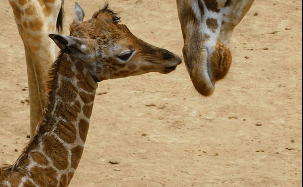 nueva jirafita en Chapultepec