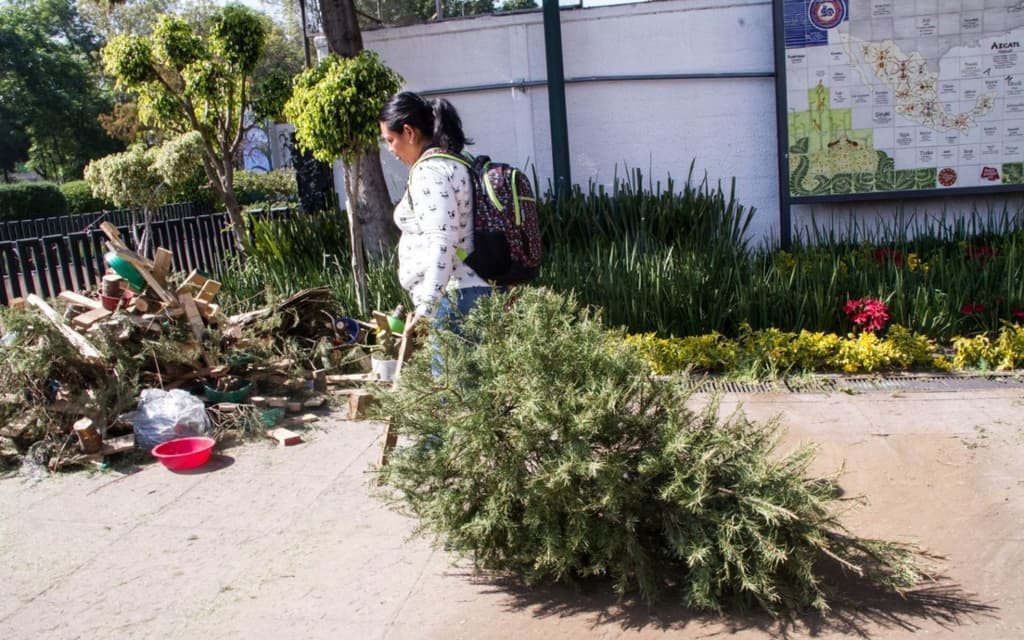 acopio de árboles navideños