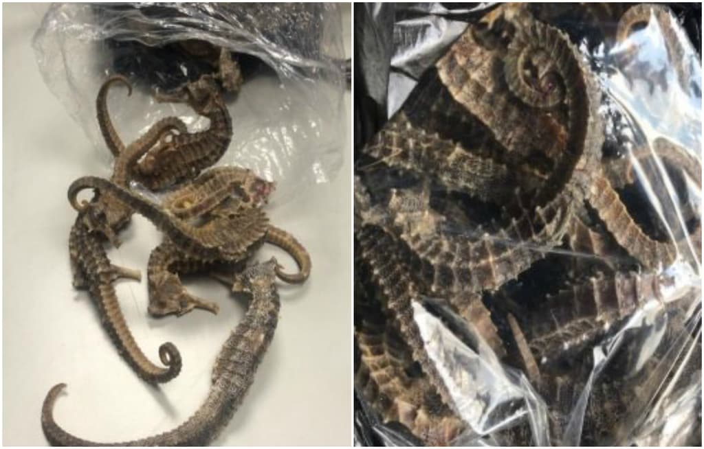 caballitos de mar en el AICM