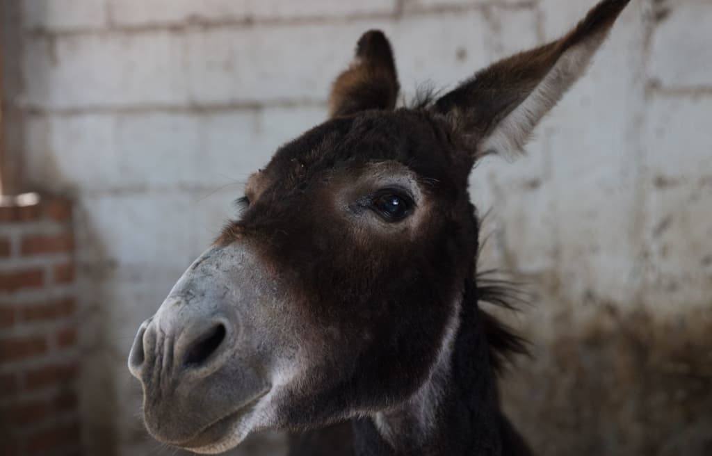 prohíben uso de animales para recolectar basura en Ecatepec