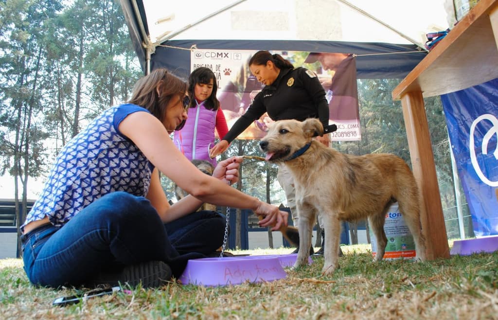 beca de adiestramiento para perros