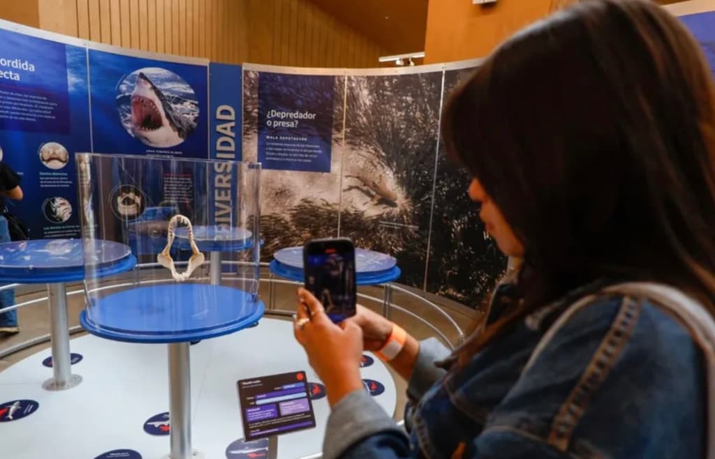 Lánzate a esta expo de tiburones GRATIS en Iztapalapa | Foto: Museo Yancuic