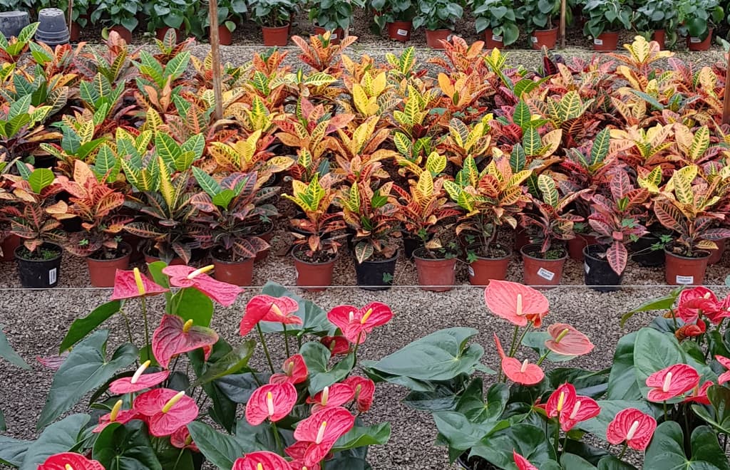 Expo Nacional de Viverismo