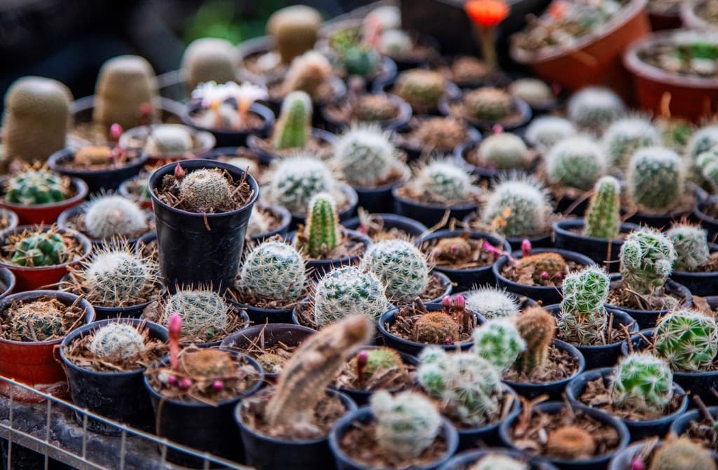Mercado de Plantas en Xochimilco con cientos de variedades de plantas de México | Foto: Rafael Amed