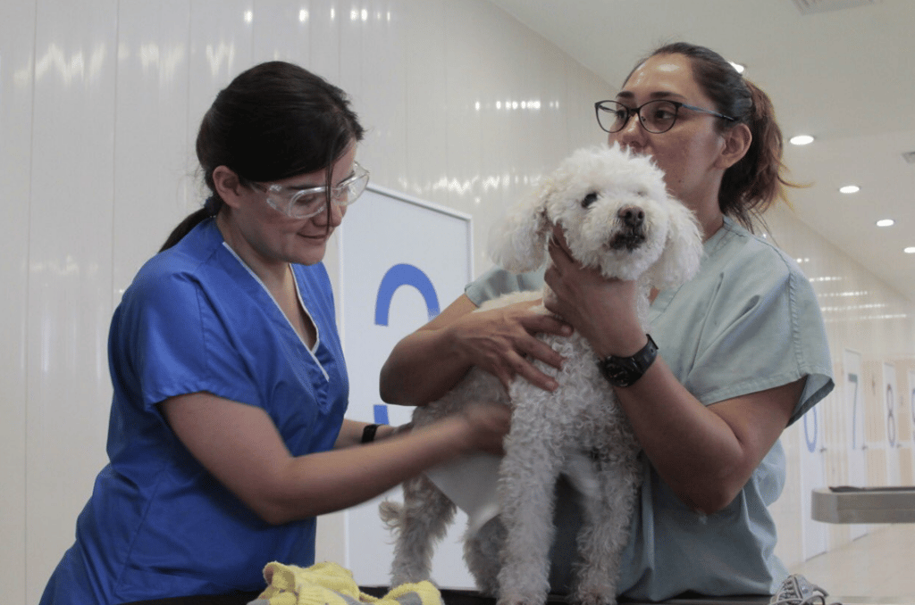 Hospital Veterinario de Iztapalapa
