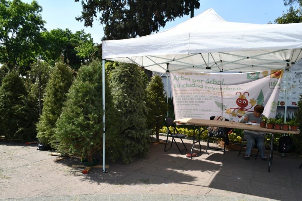 ¡Ni se te ocurra dejarlo en la calle! Una vez concluido el Guadalupe-Reyes, ya abrieron los primeros centros de acopio para árboles de Navidad