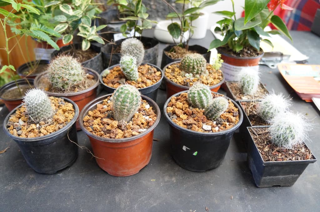 Plant Fest 5 en la Roma