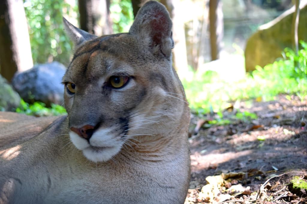 zoológico los coyotes 20 años