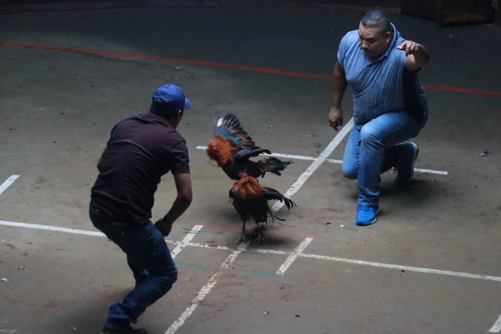 peleas de gallos en CDMX