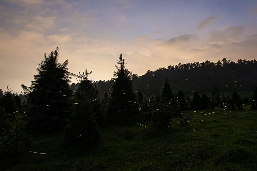 Festival-de-las-Luciérnagas-2022