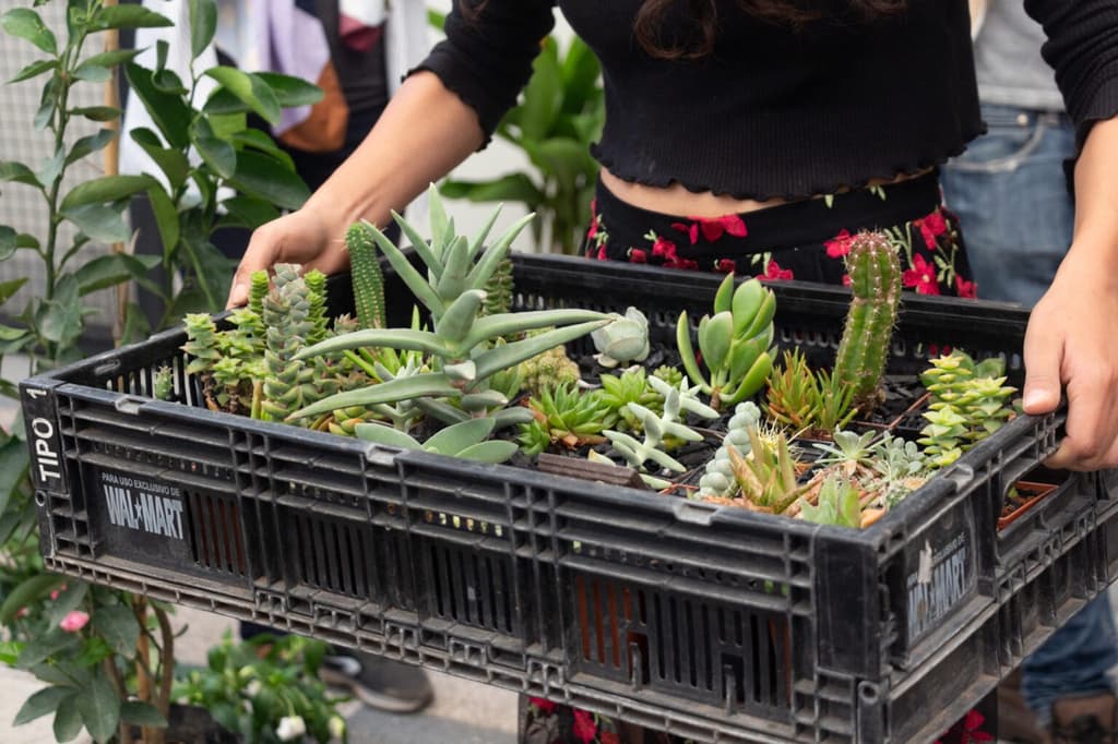 Plant Fest CDMX 2026 GRATIS: festival de plantas con entrada libre en la Juárez