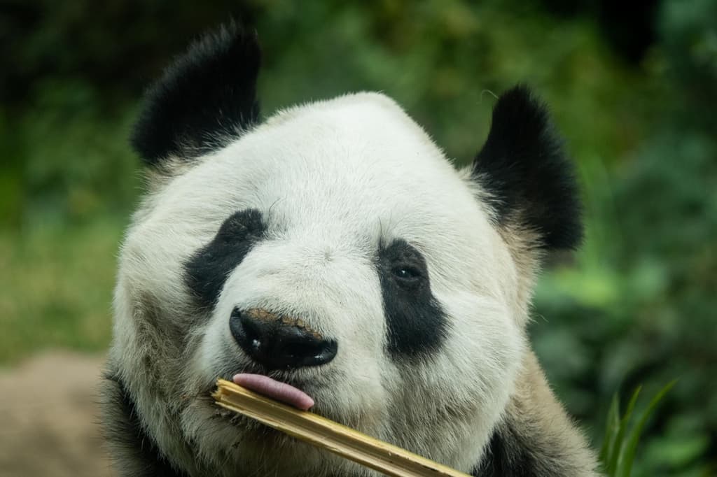 Xin Xin celebra su cumpleaños número 36 en el Zoológico de Chapultepec. | Foto: Cuartoscuro 