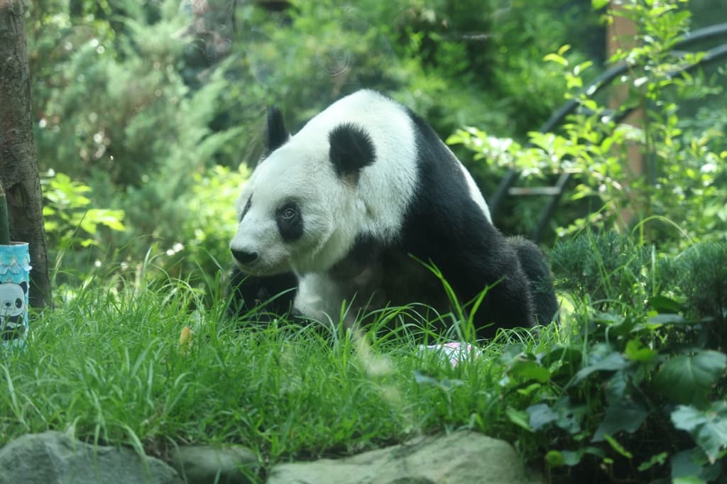 La panda gigante más querida de Chapultepec, celebrará su cumpleaños 36. | Foto: Cuartoscuro 