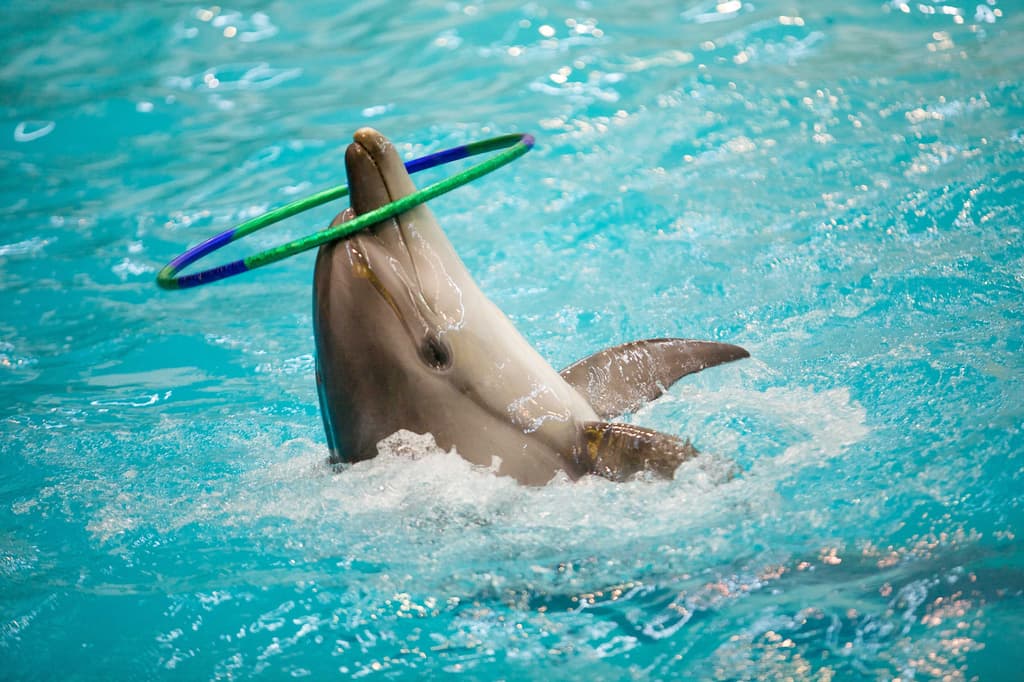 En la ciudad solo hay cuatro delfines, todos están en Six Flags