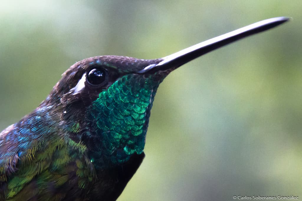 Hay dos especies de colibríes en la CDMX predominantes.