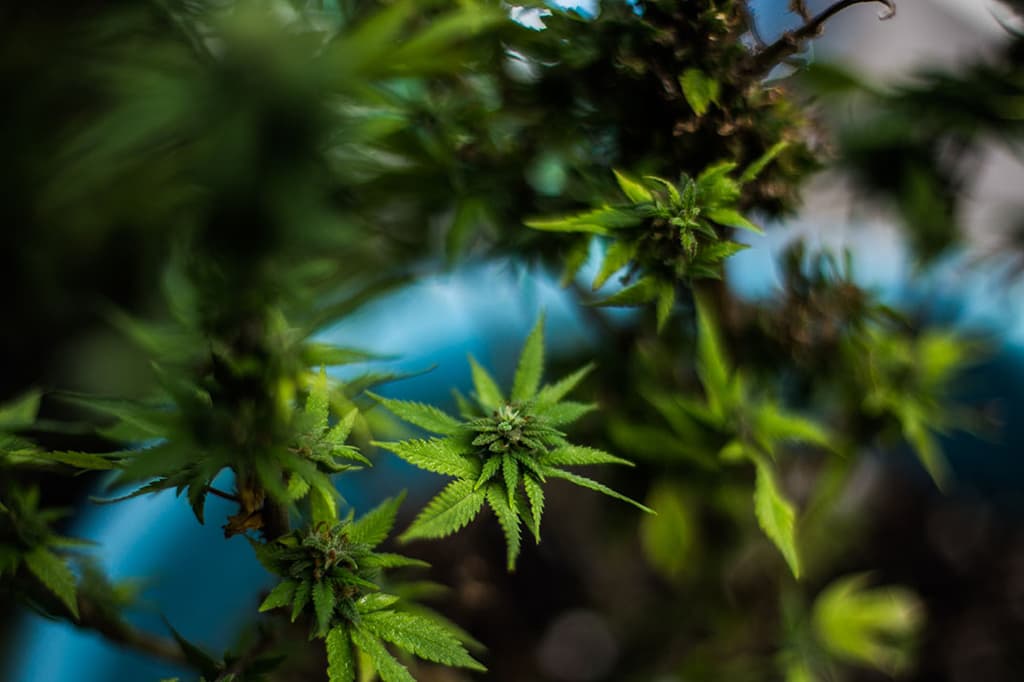 marihuana en el Monumento a la Madre