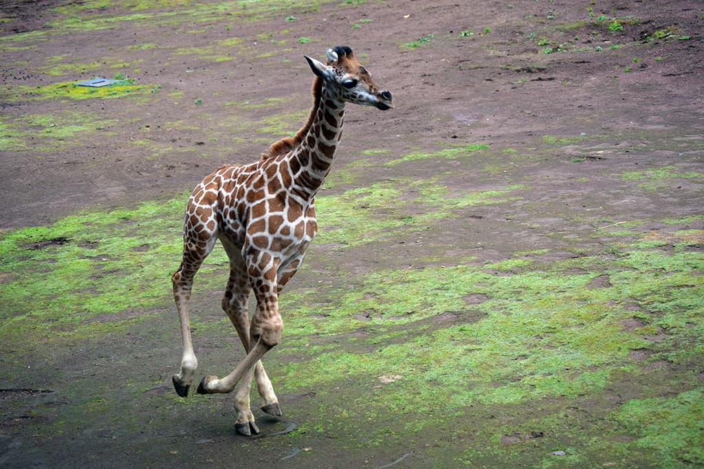 jirafa del Zoológico de Chapultepec