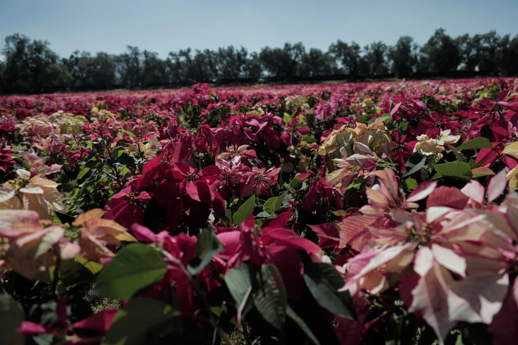 tapete de nochebuenas en Teotihuacán