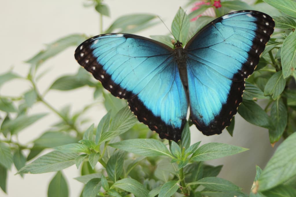 Mariposas azules en Chapultepec
