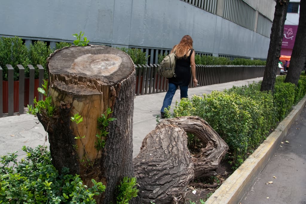 Tala de arboles por una farmacia
