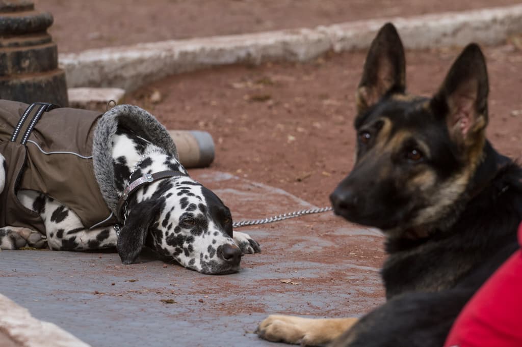 hospitales veterinarios en la cdmx