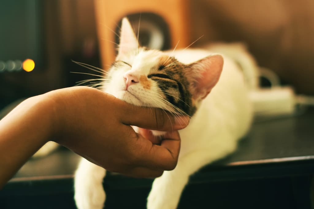 Foto: Yerlin Matu / Unsplash