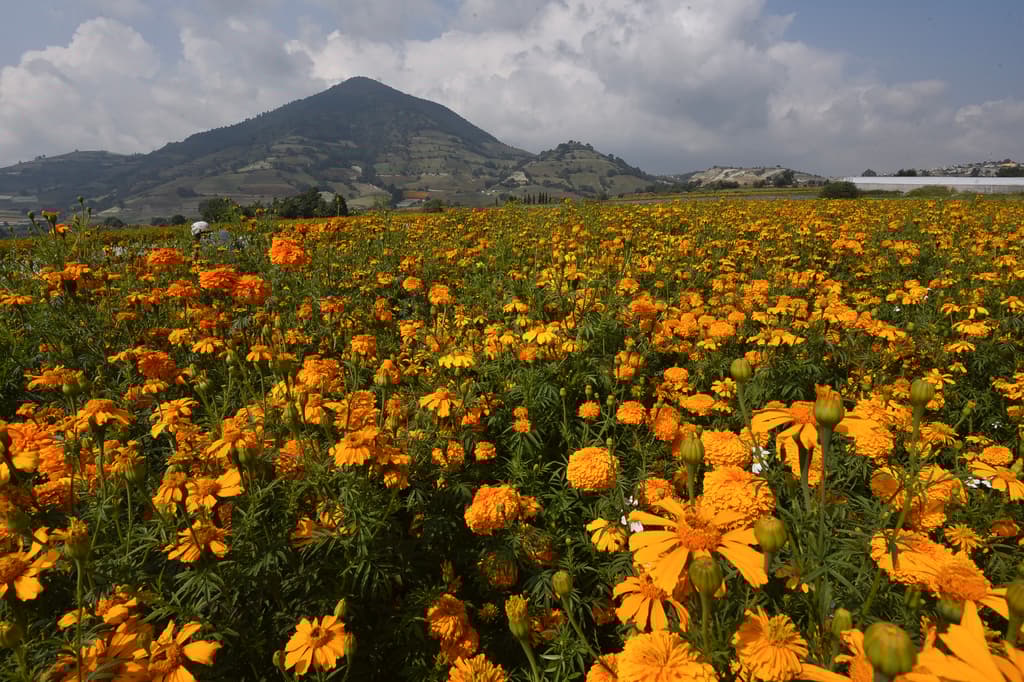 guía de cempasúchil en la CDMX