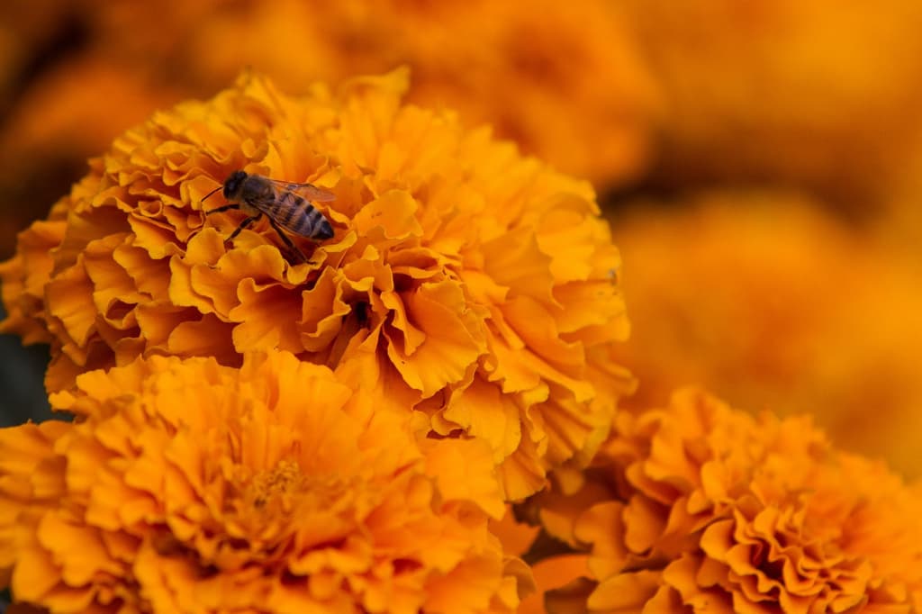Abejas-en-viveros-de-coyoacan