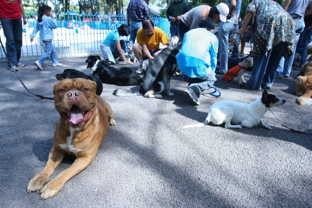 parques con áreas para perros
