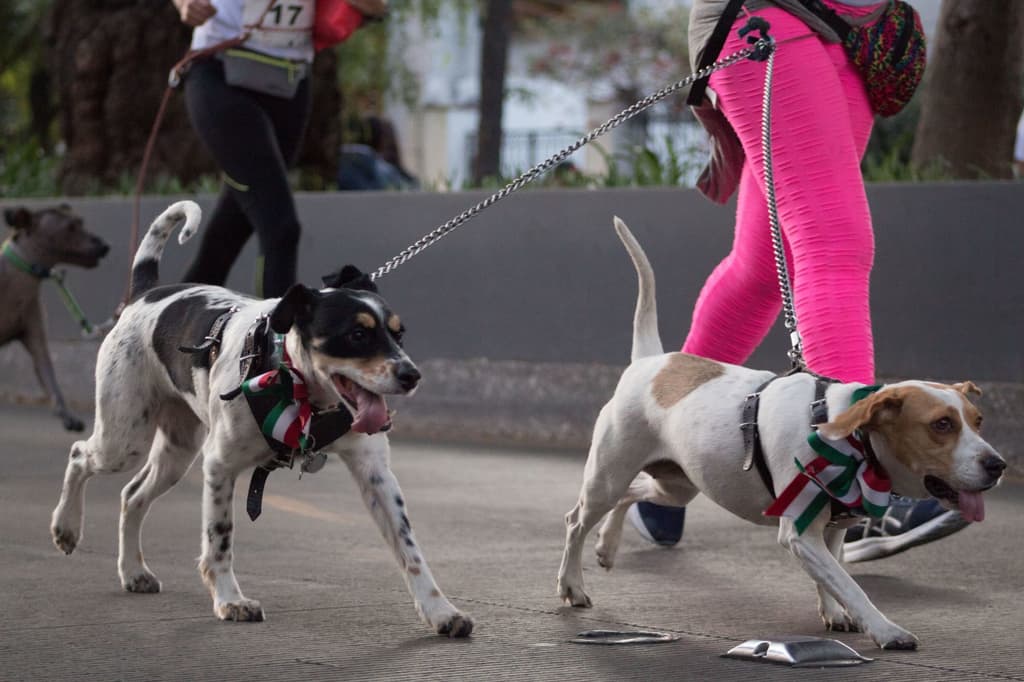 esterilizaciones gratis en coyoacán