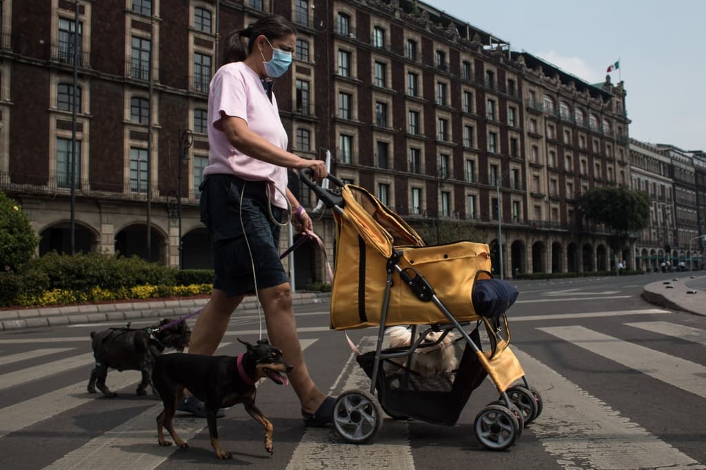 multas por tatuar a las mascotas