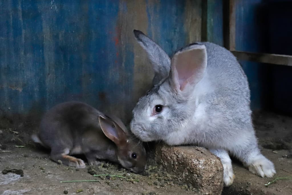 prohibición de pruebas en animales