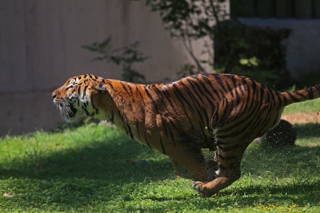 Zoológico congelado de la CDMX